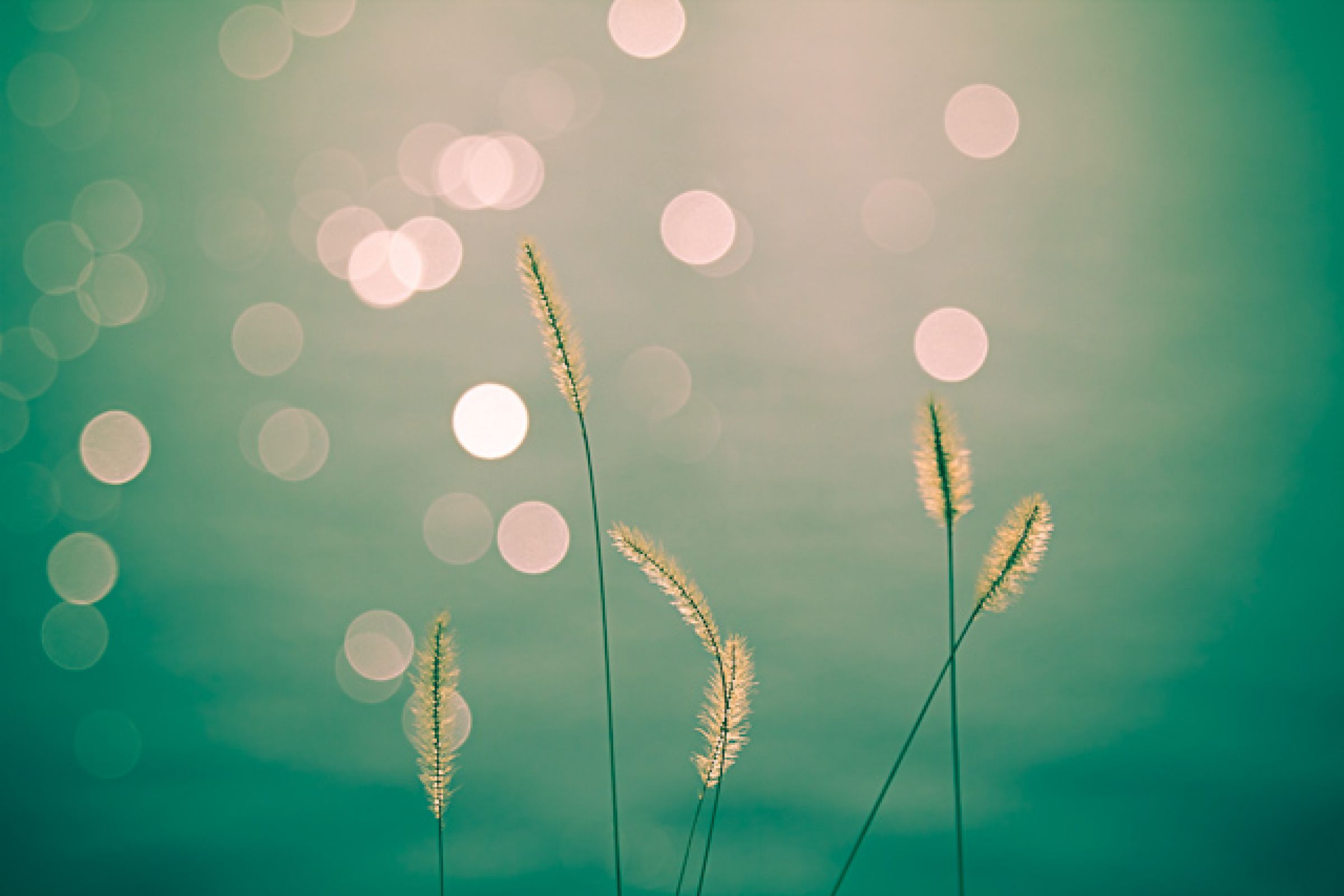 陽だまり Hidamari Cover Art