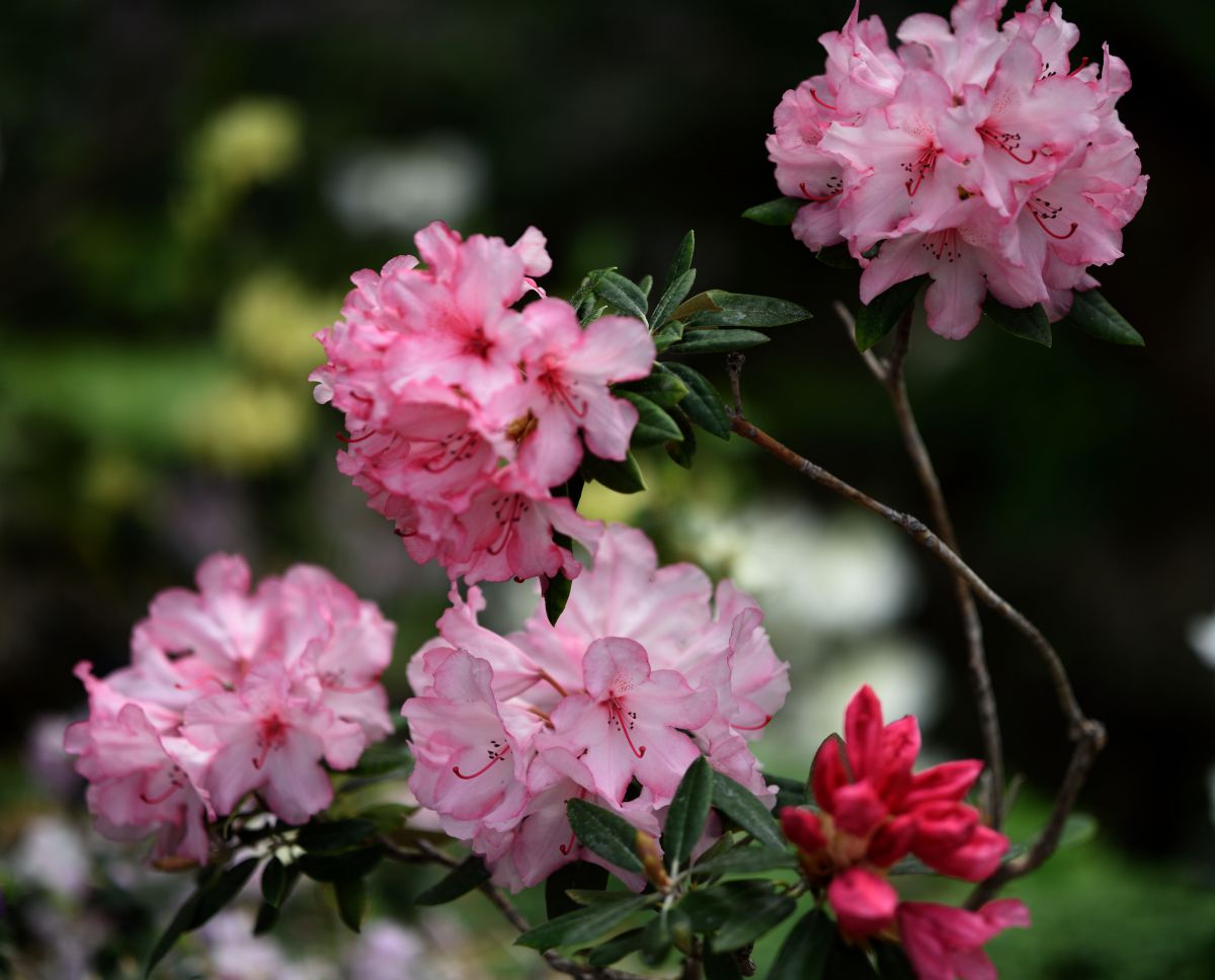 ロードデンドロン 植物 花 花びら Ganref