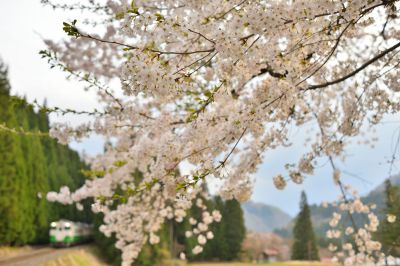 Ai Nikkor 35mm F 1 4sで撮影された写真 写真 Ganref