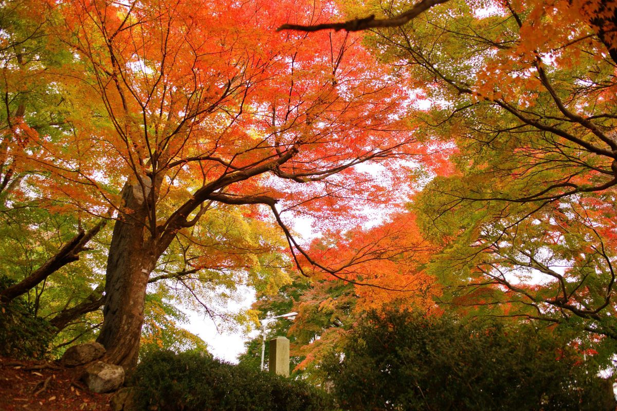 Ai AF Zoom Nikkor 35-70mm F2.8Dで撮影された写真 | 写真検索 | GANREF