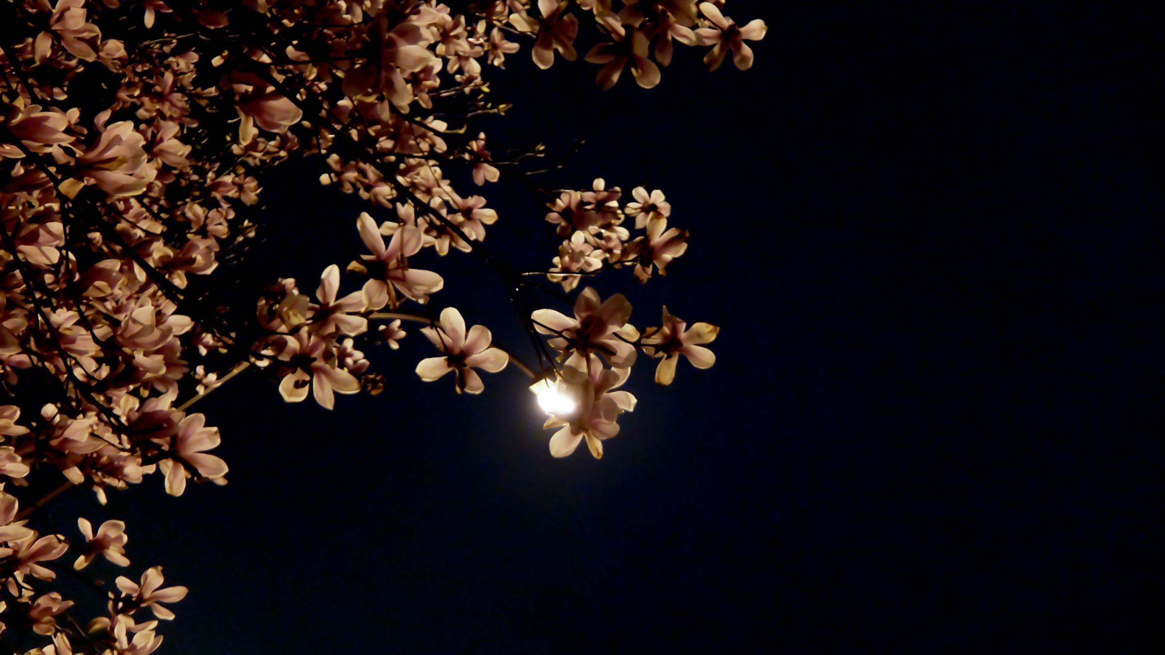 夜木蓮 | GANREF