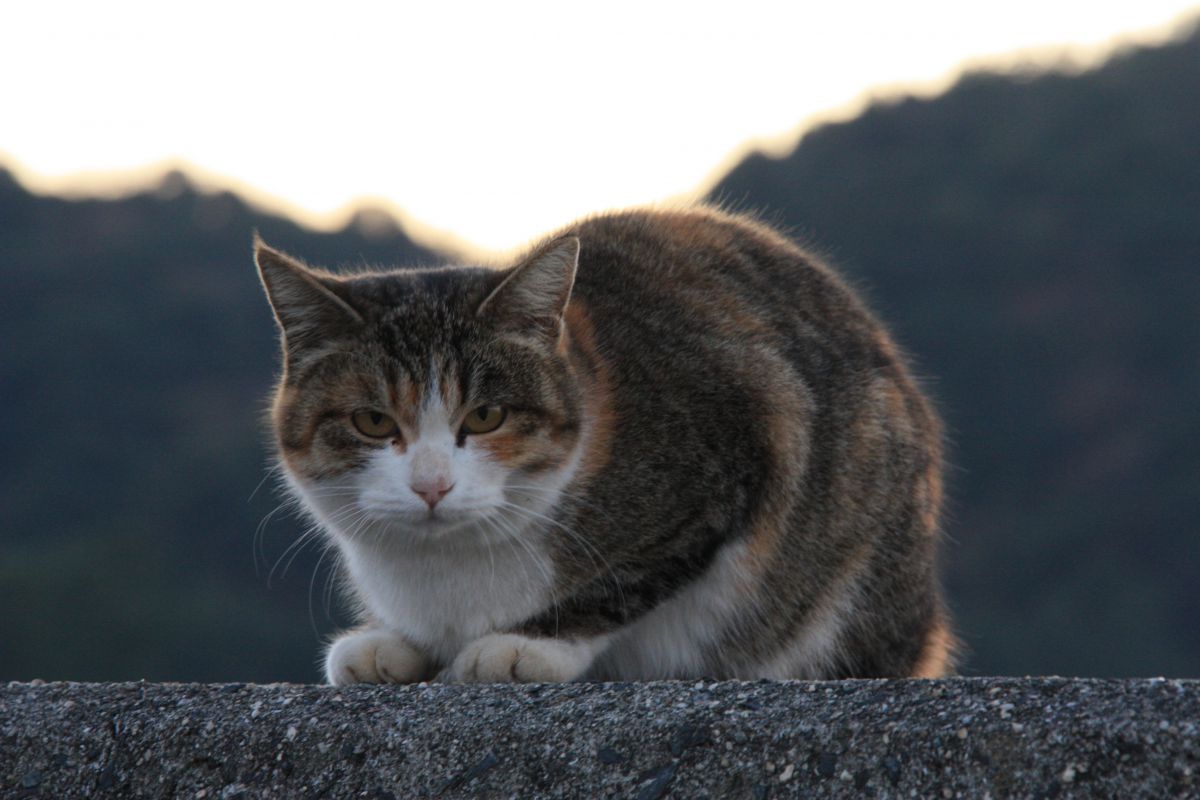 ねえ 怒ってるの 動物 猫 Ganref
