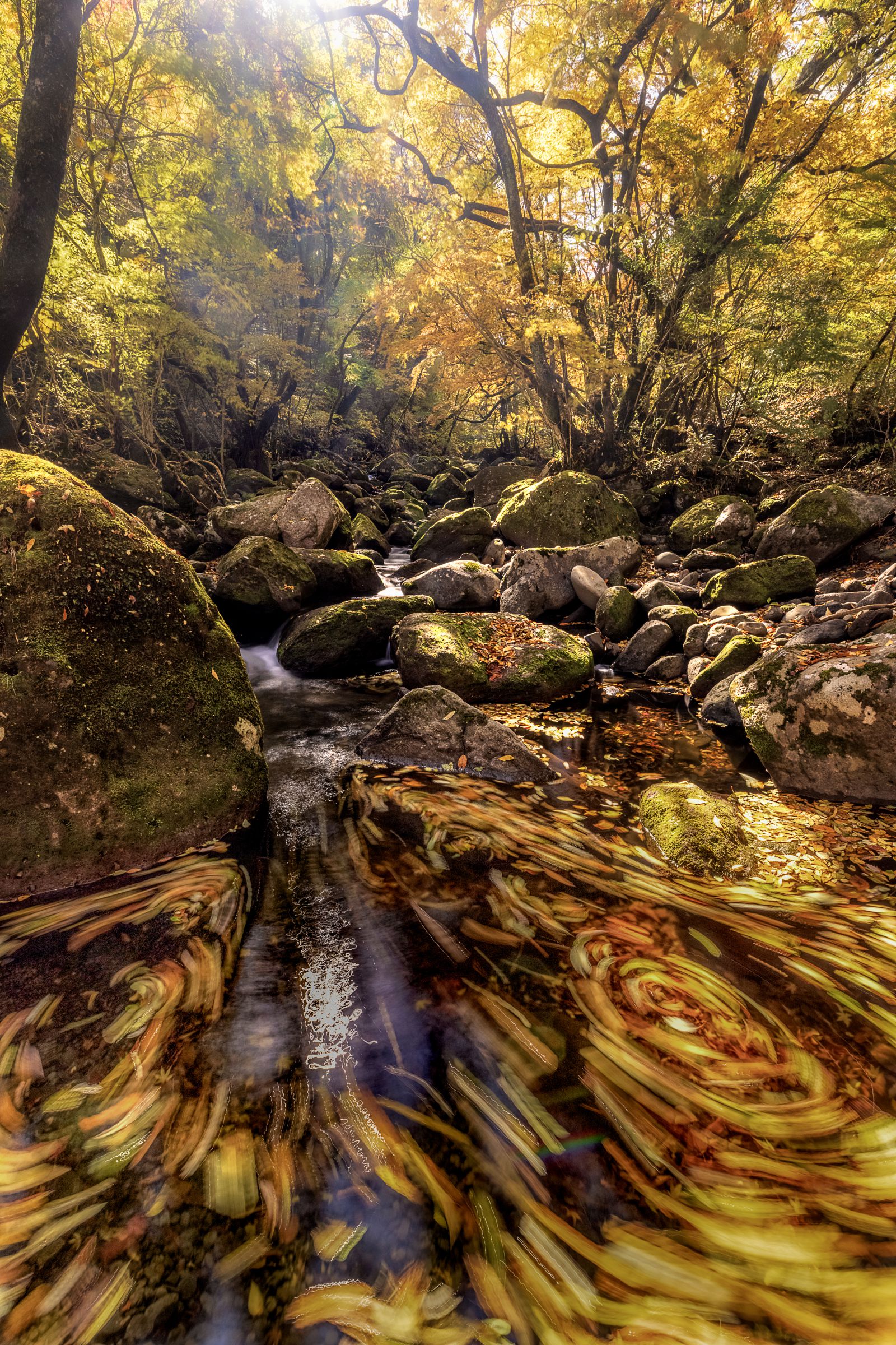 黄金体験 | GANREF