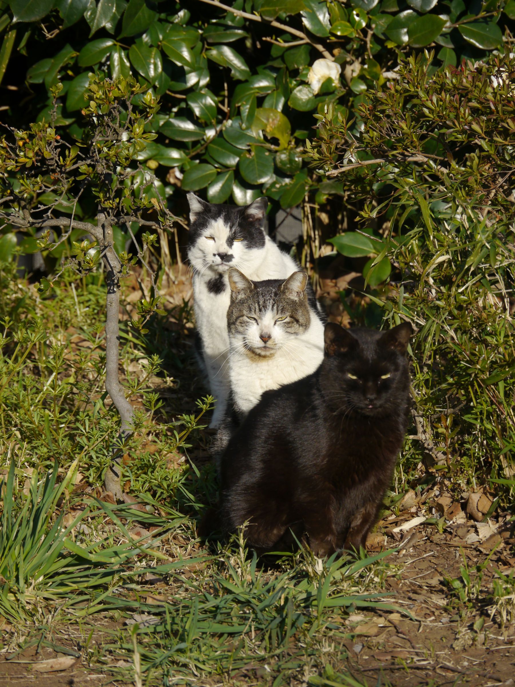 ネコザイル | GANREF