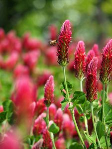 ストロベリーキャンドル 48039ab08623a17e4b5ac63a00d9c3