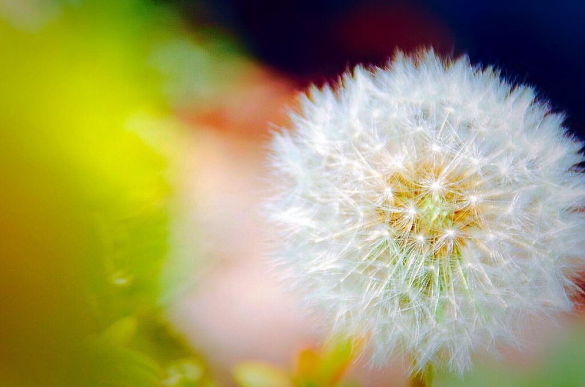 虹色タンポポ 植物 花 花びら Ganref