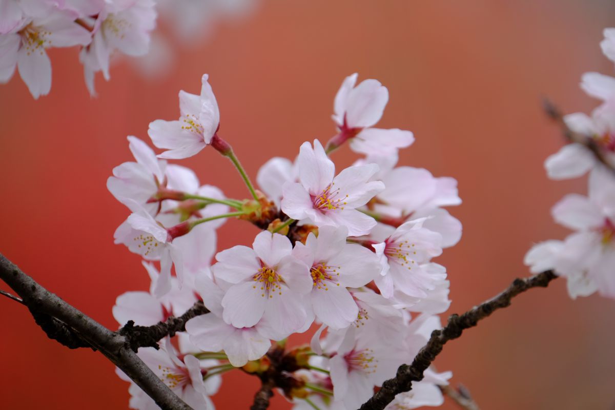 桜背景 赤い実の木 植物 桜 Ganref