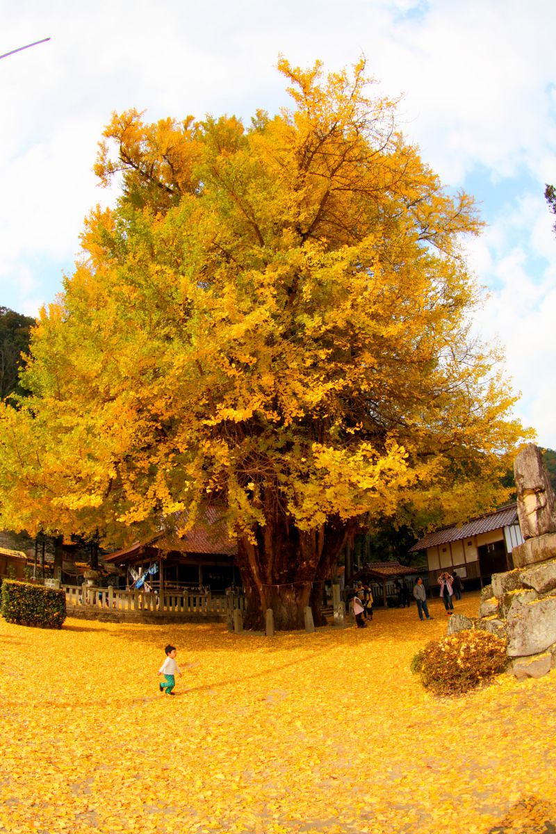 大銀杏 植物 樹木 Ganref