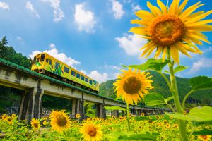 ひまわり ひまわり列車 | GANREF