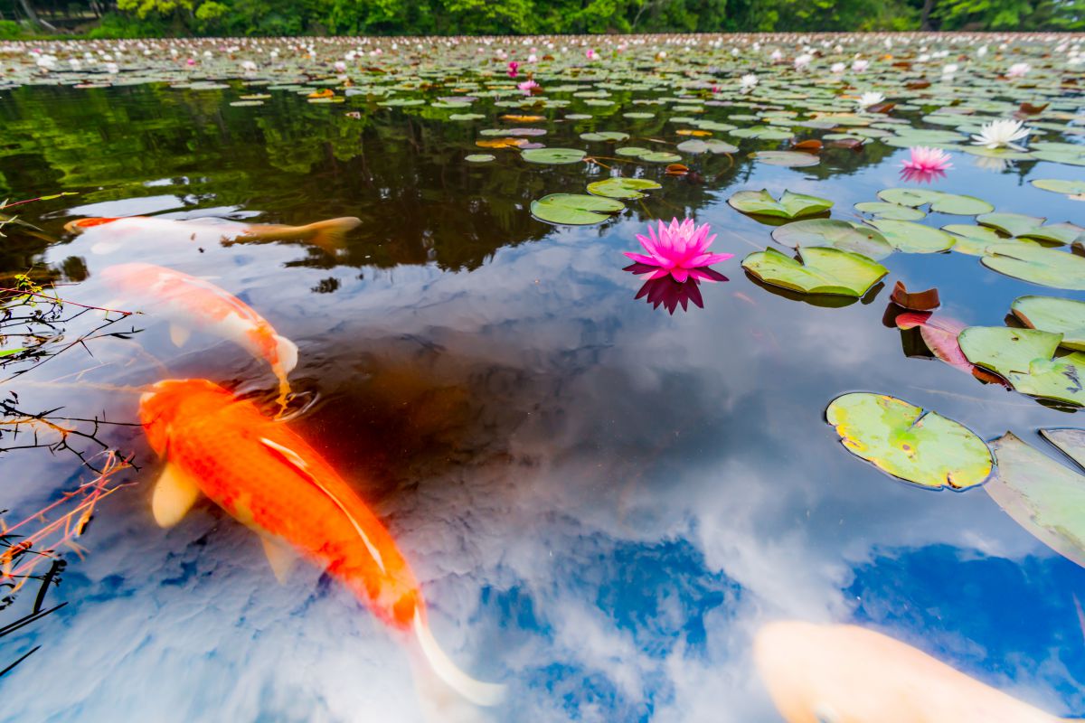 竹灯籠 〜蓮池の鯉〜
