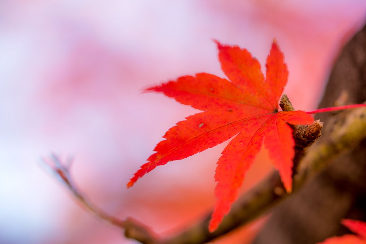 一枚の紅葉 植物 紅葉 Ganref