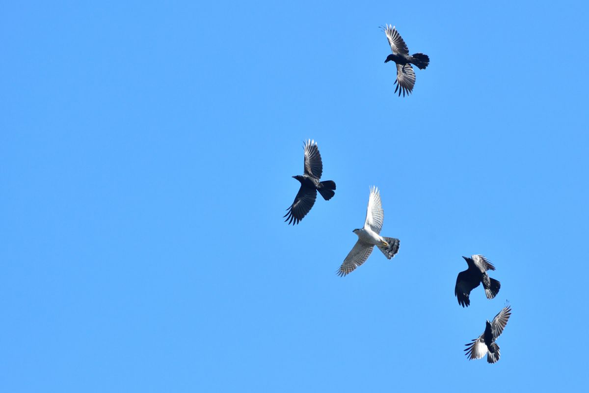 オオタカ成鳥とカラス 動物 鳥類 Ganref