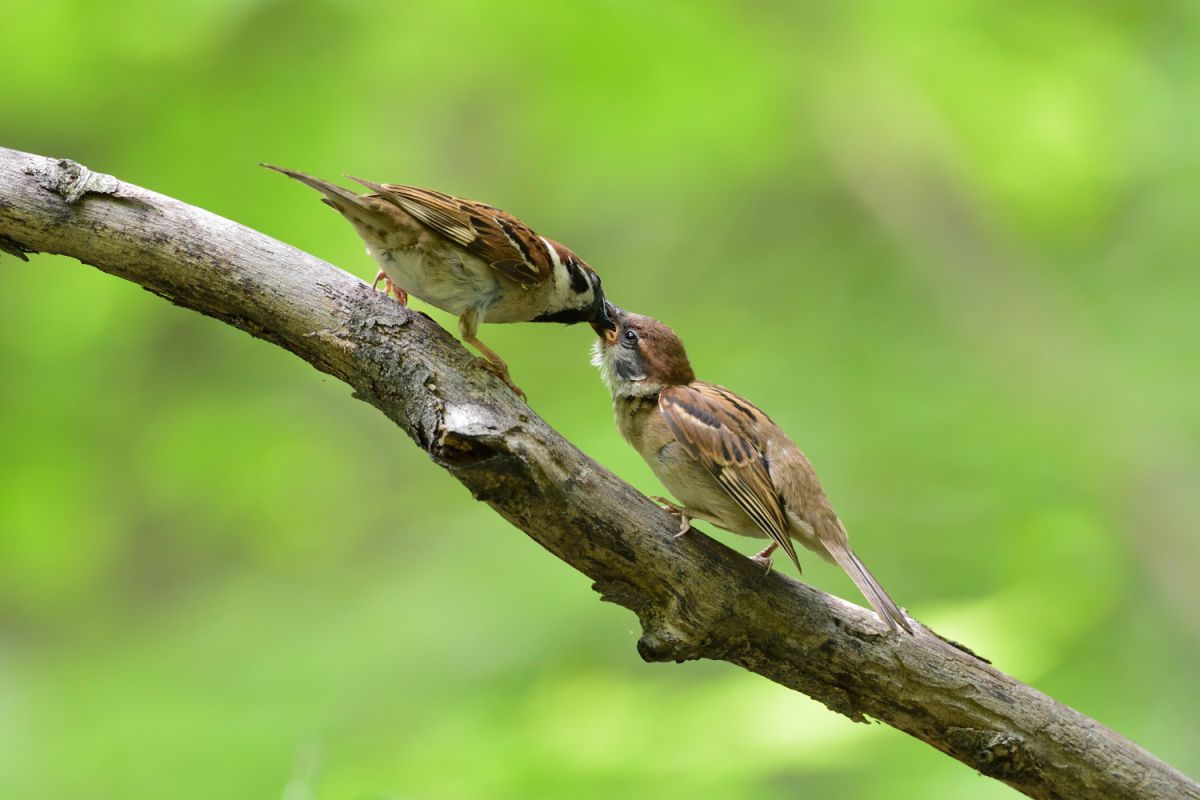 スズメ 巣立ちヒナへの給仕 動物 鳥類 Ganref