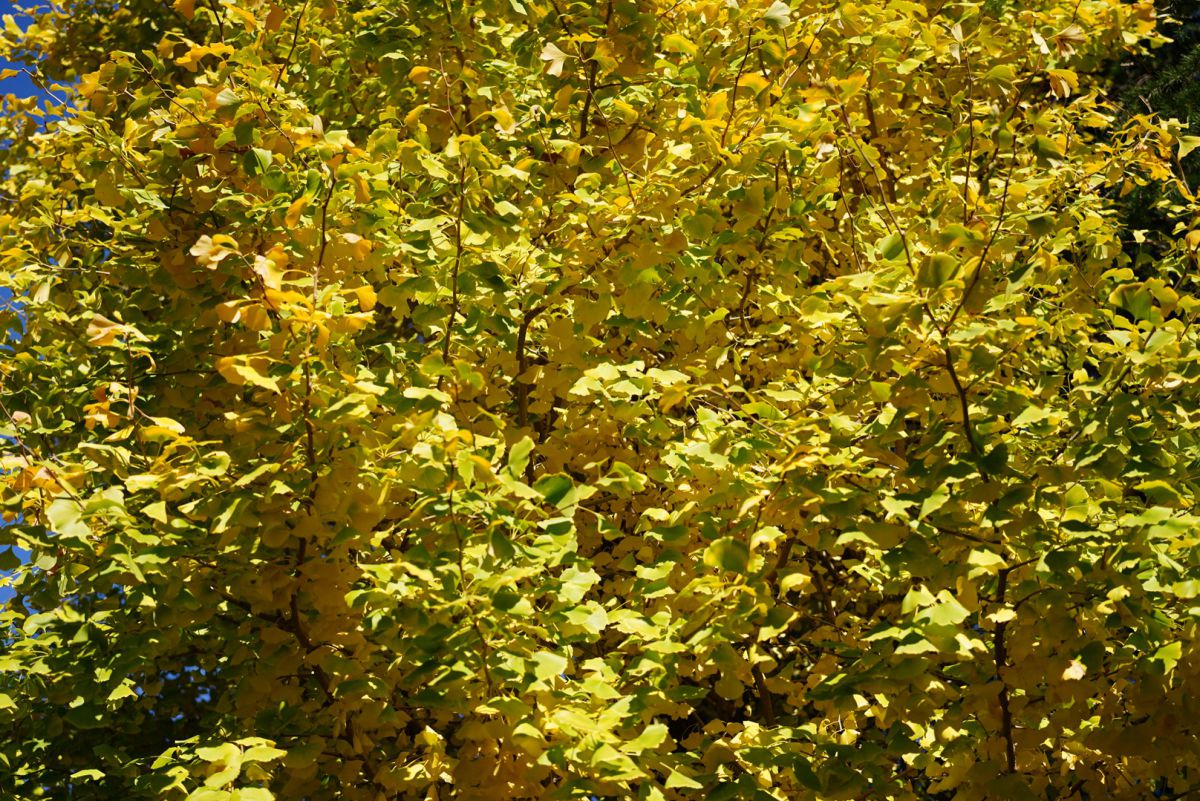 yellow green | GANREF