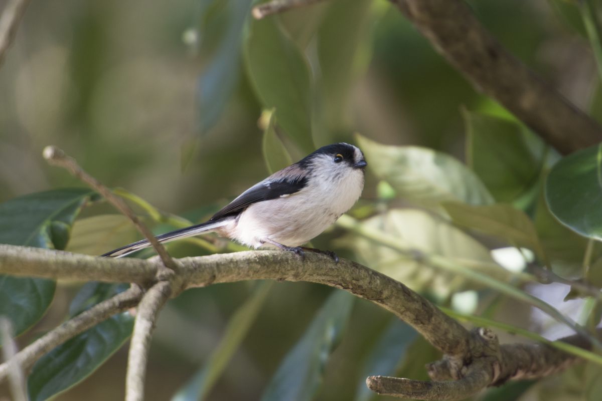 D7100で鳥を撮影 | GANREF