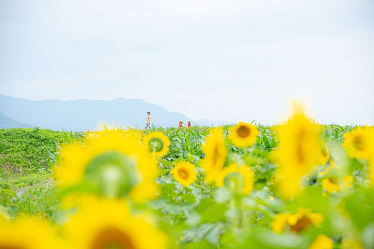 題「花咲く丘」（押し花アート）　 山と花畑の風景 羊山公園 芝桜の丘 広大な山の斜面にカラフルな芝桜が植えら