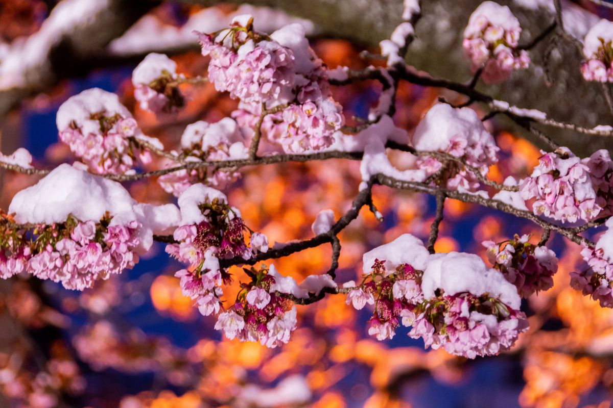 満開の寒桜に積もった雪 | GANREF