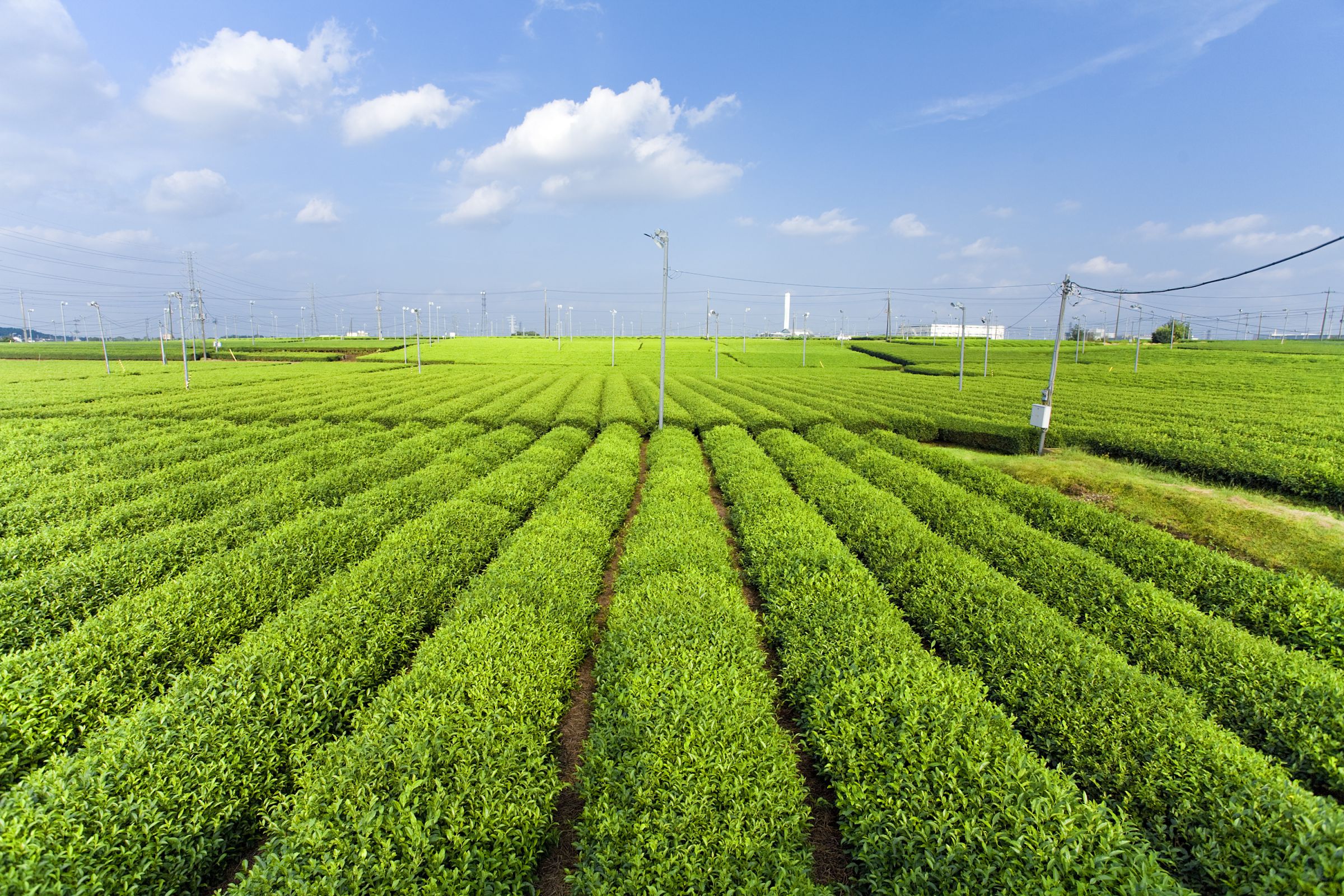 茶畑ページ 足柄茶・茶畑のむこうに | GANREF