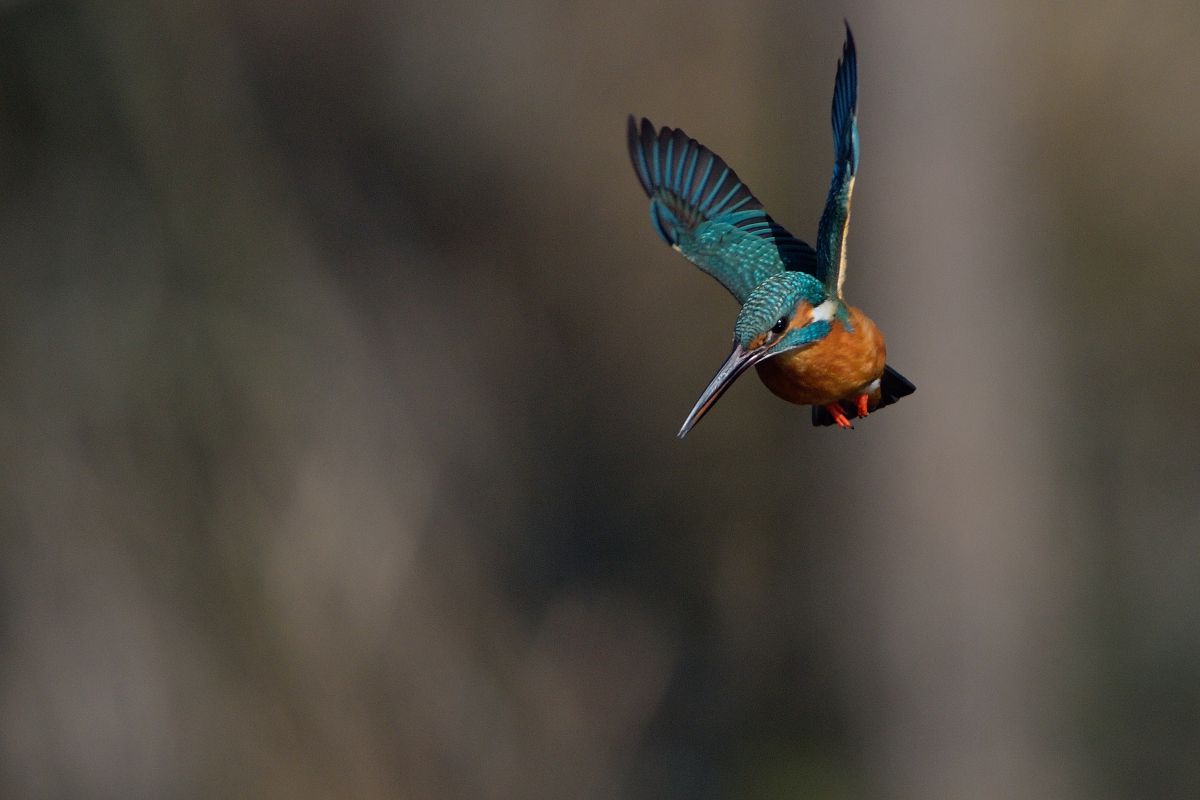 assault!! カワセミ#123 | GANREF