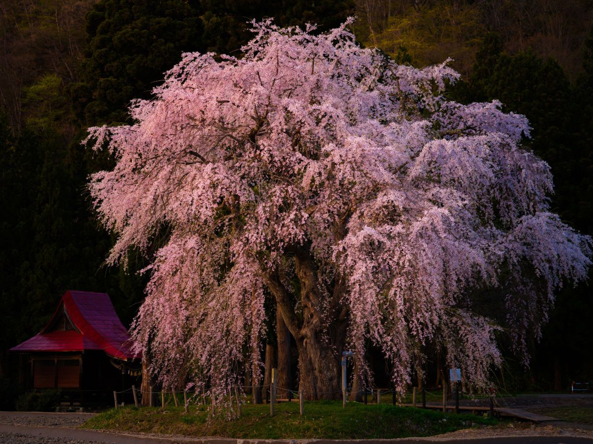 GF80mmF1.7 R WRで撮影された写真 | 写真検索 | GANREF