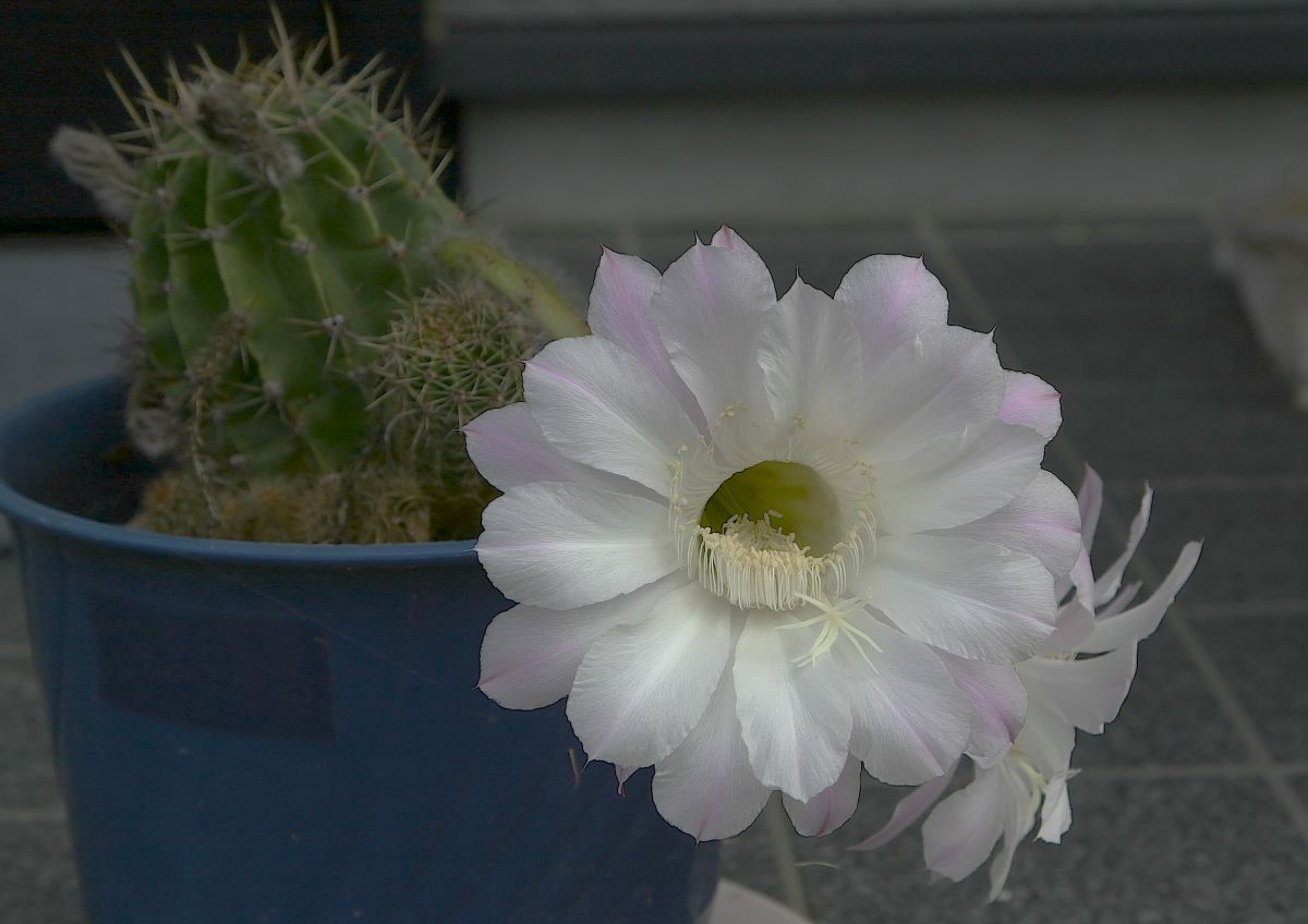 サボテンの花咲く 植物 花 花びら Ganref