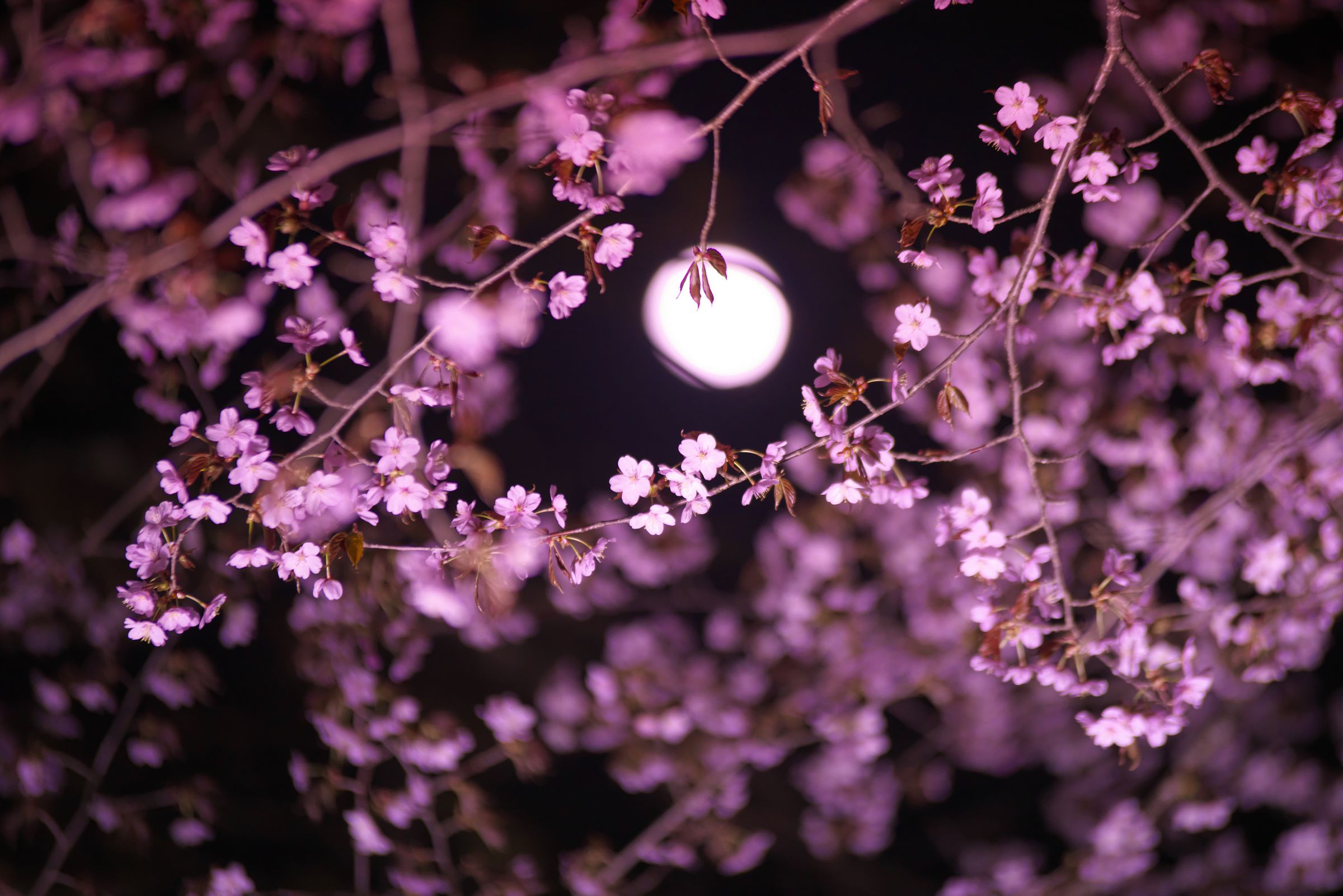 月夜桜 85f85bf430558364e405d5b6c7fd9f
