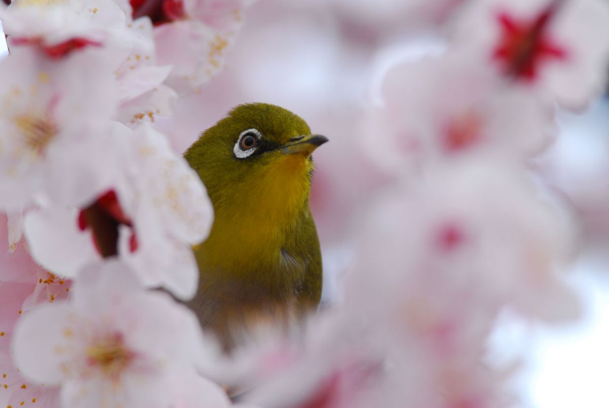 Ai AF-S Nikkor ED 300mm F2.8D II（IF）で撮影された写真 | 写真検索