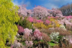 東北の桃源郷 | GANREF