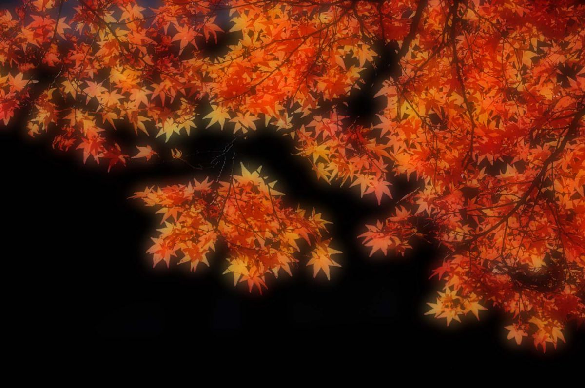 APO 50-150mm F2.8 II EX DC HSMで撮影された写真 | 写真検索 | GANREF