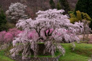 東北の桃源郷 | GANREF