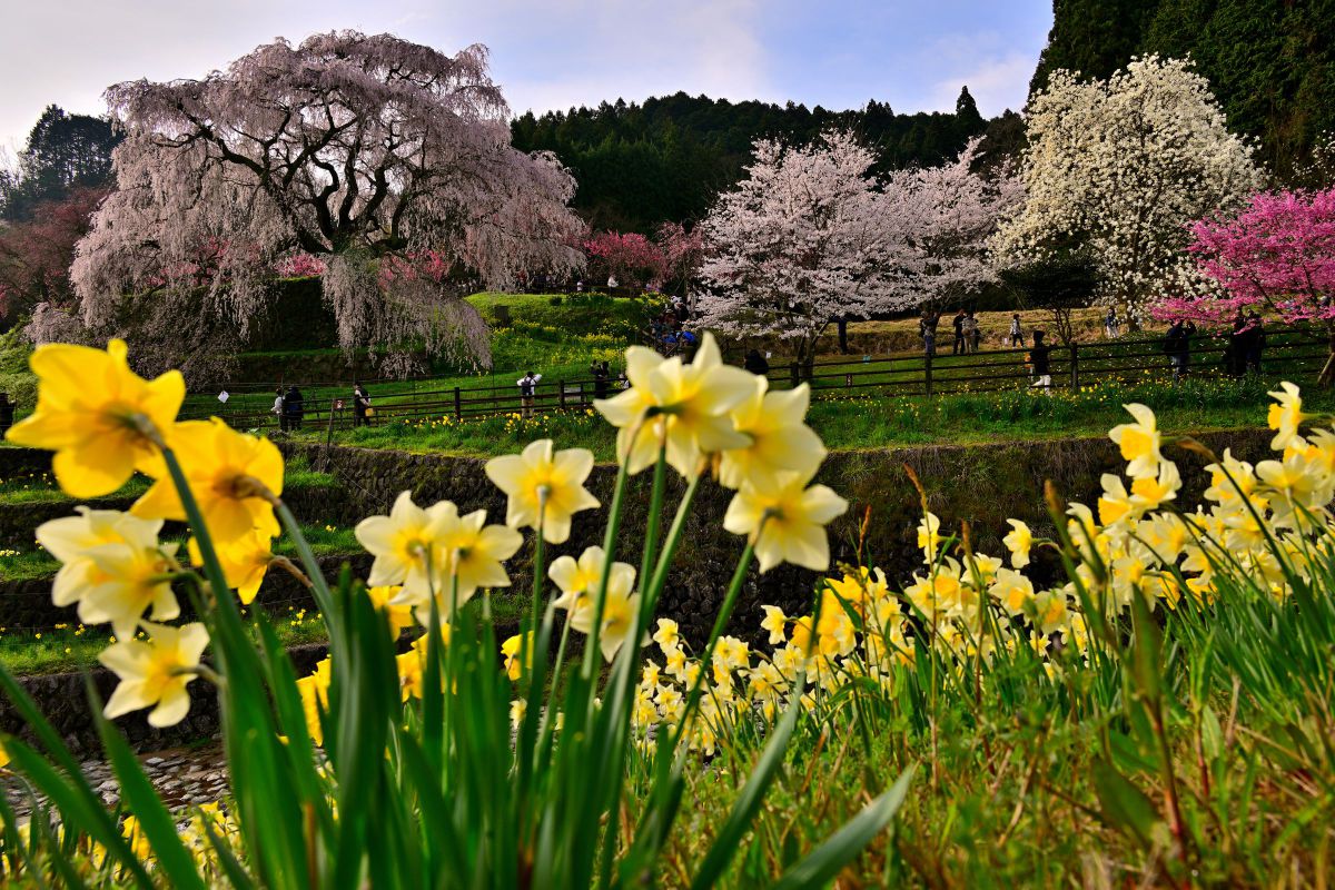 閑話休題 又兵衛の貫禄 GANREF