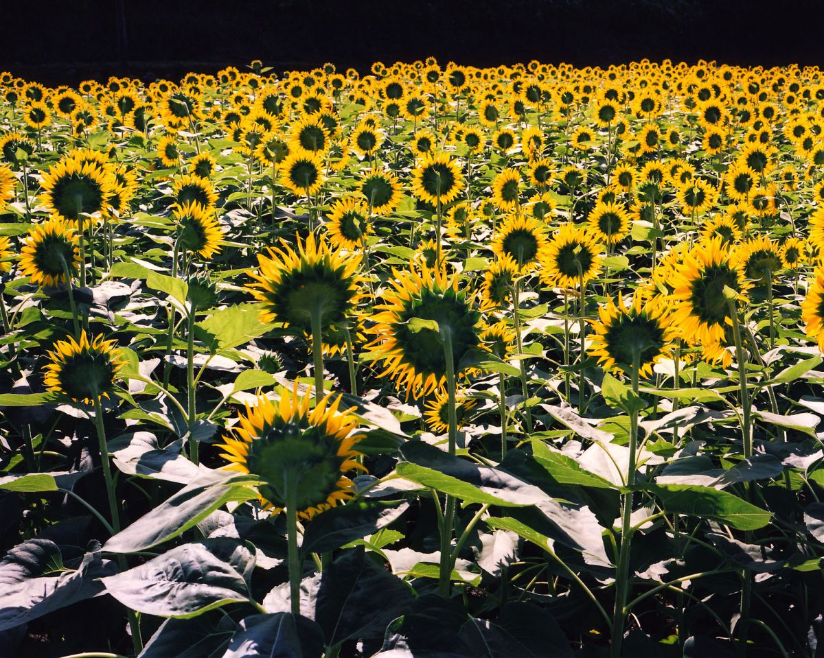 晩夏の群像 植物 花 花びら Ganref
