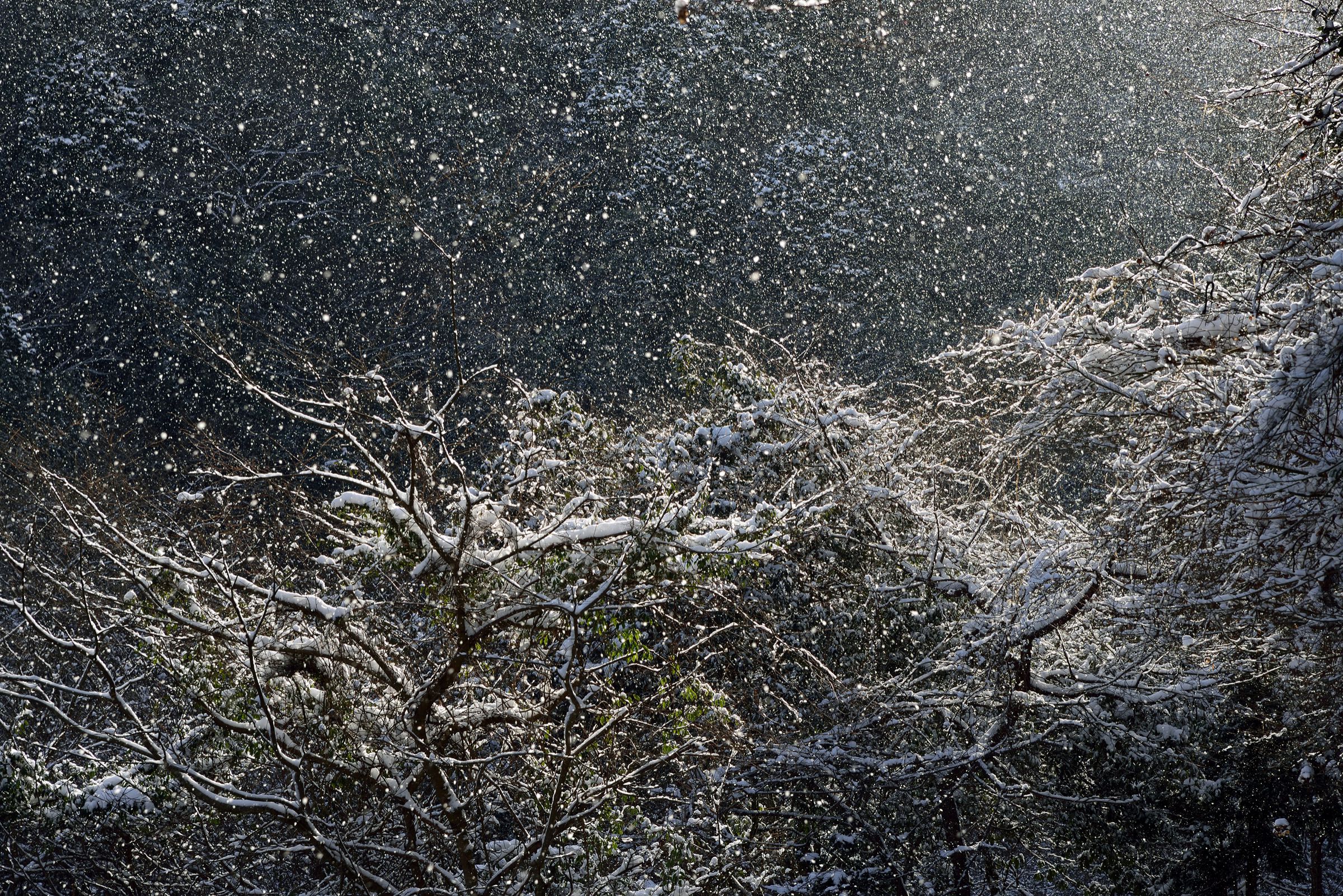 粉雪舞う | GANREF