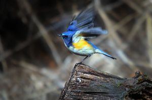 青い小鳥 1071033bbf921ef82e9d0fc5d53897