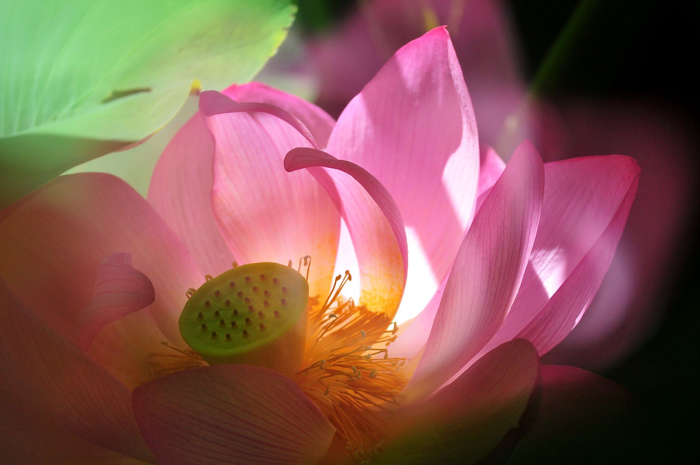 蓮華の花世界 | GANREF 蓮華の花世界 | GANREF