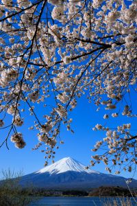 朝焼け 夕焼け 富士山 桜 日本 タペストリー 背景布 ＃66