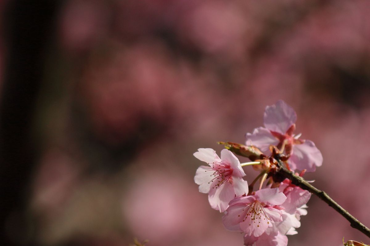 成田山の桜 植物 花 花びら Ganref
