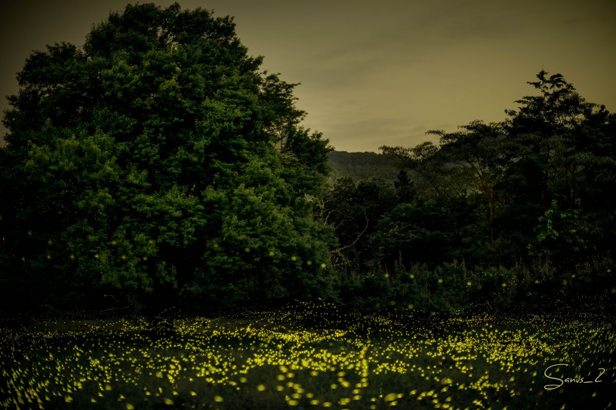 ヒメボタルを追って最後の夜 木の精霊たち 動物 虫 昆虫 Ganref