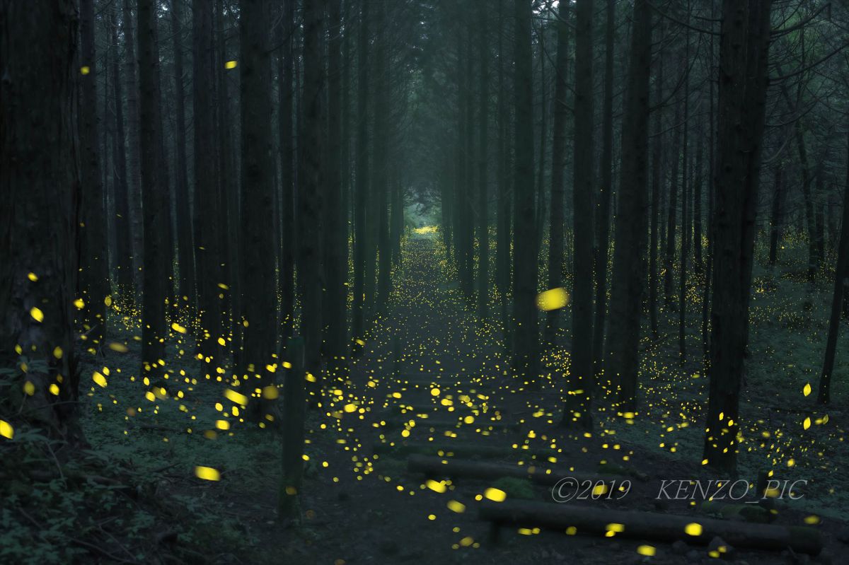 精霊の森 動物 虫 昆虫 Ganref