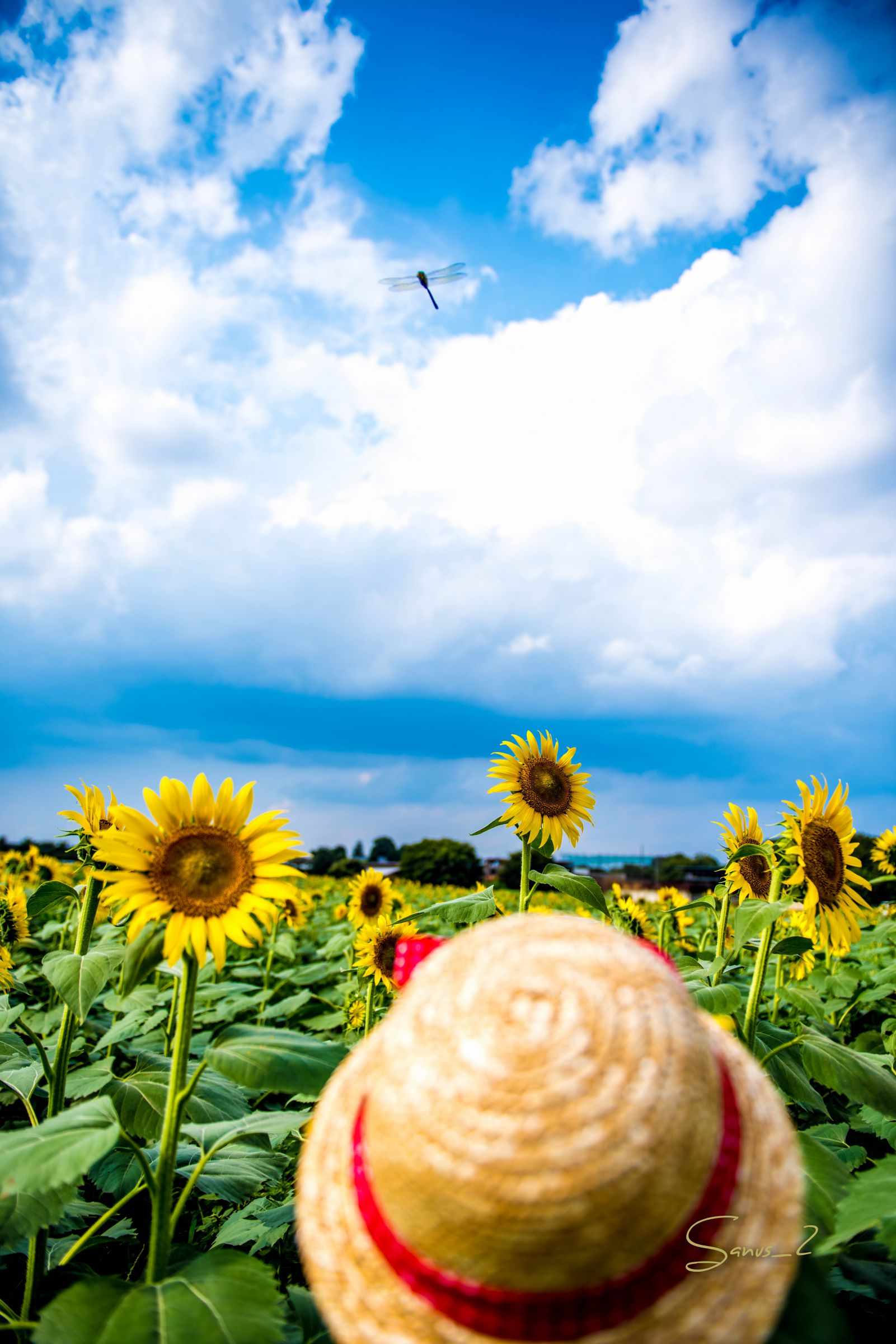 とんぼとひまわりとむぎわら帽子 | GANREF