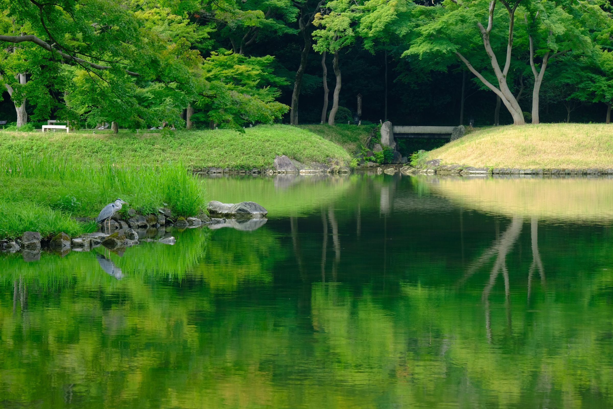 小石川 後楽園 大 泉水