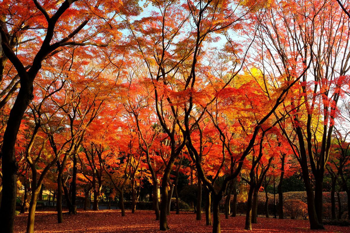 北の丸公園の紅葉 12月7日 街並み 建物 公園 Ganref