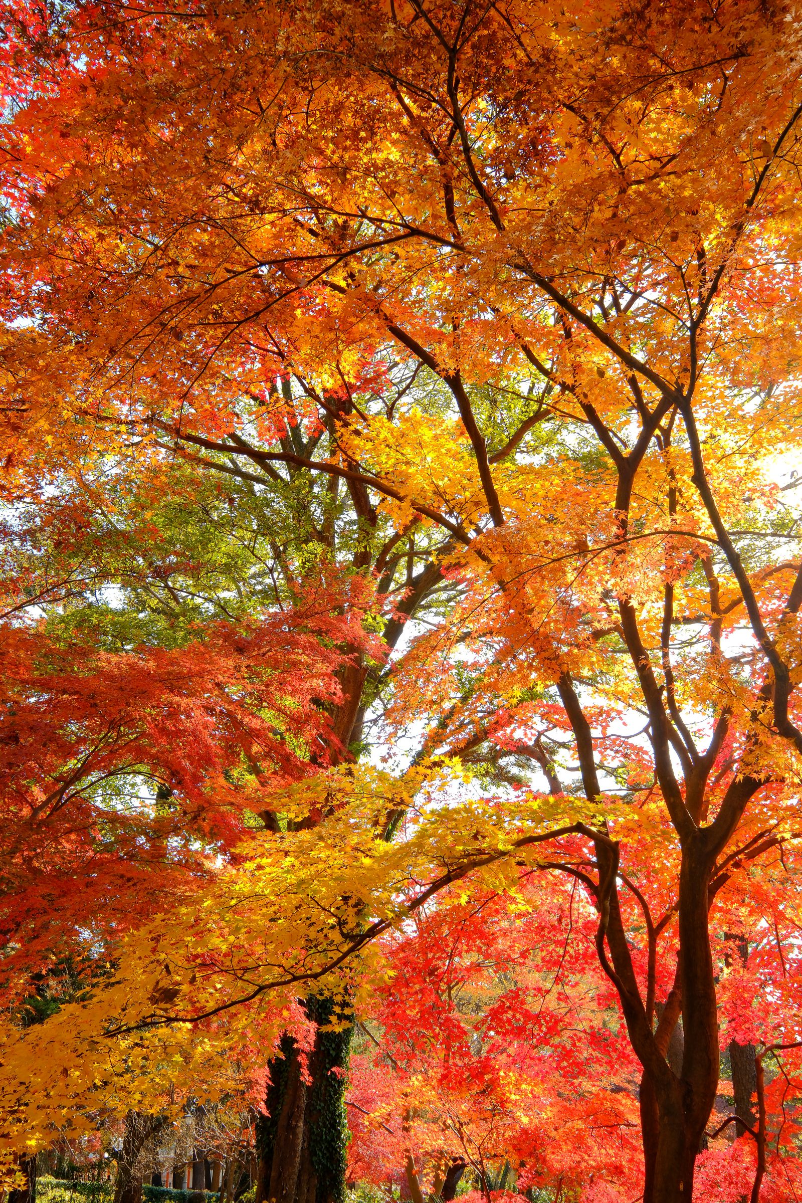 大宮公園日本庭園の紅葉 | GANREF