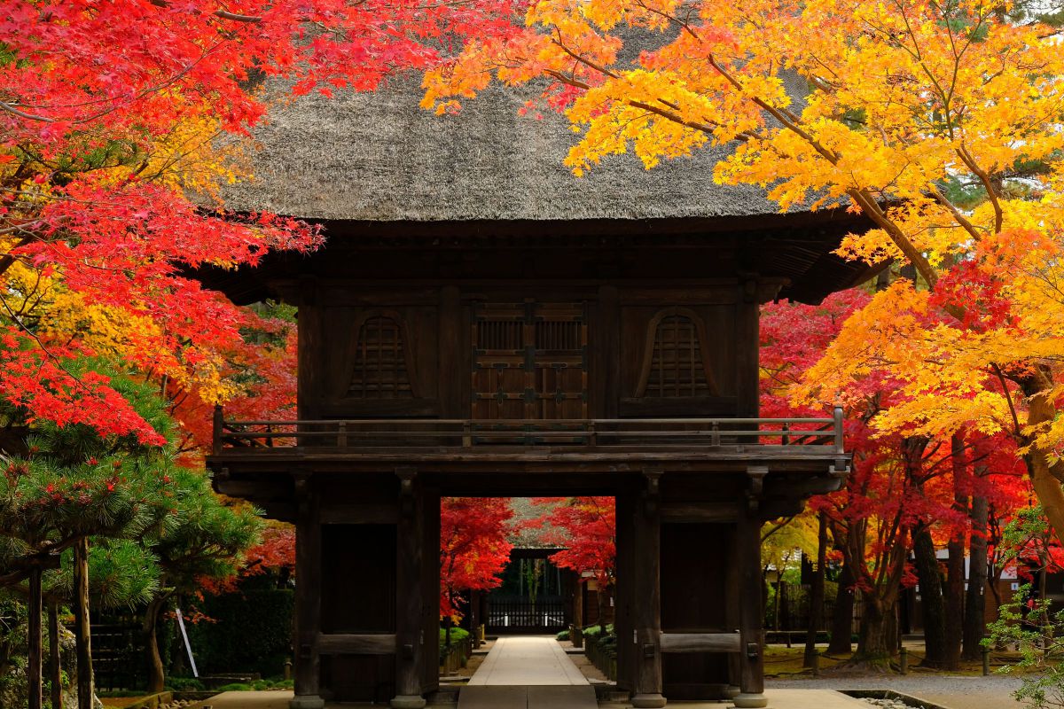 平林寺の紅葉 19 その２ Ganref