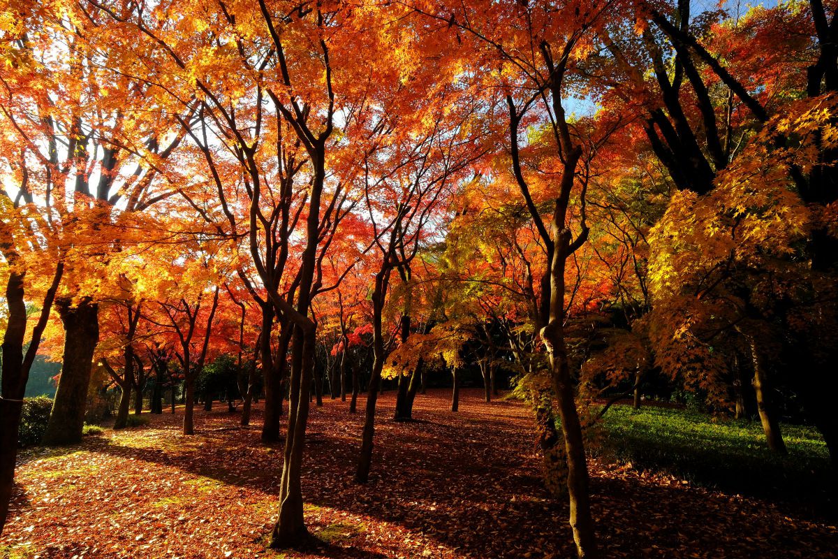北の丸公園の紅葉 12月7日 街並み 建物 公園 Ganref