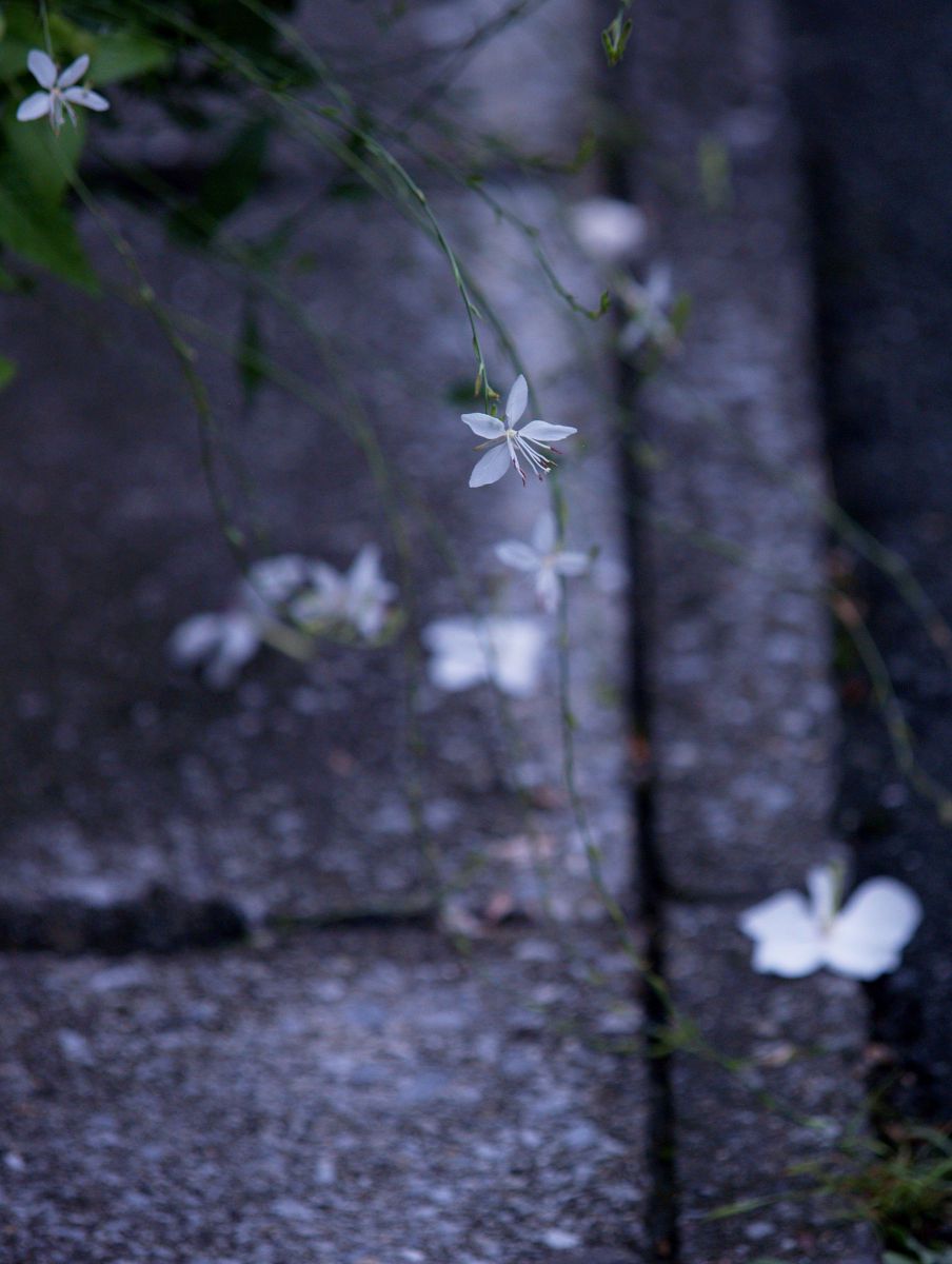 淡い思い出 植物 花 花びら Ganref