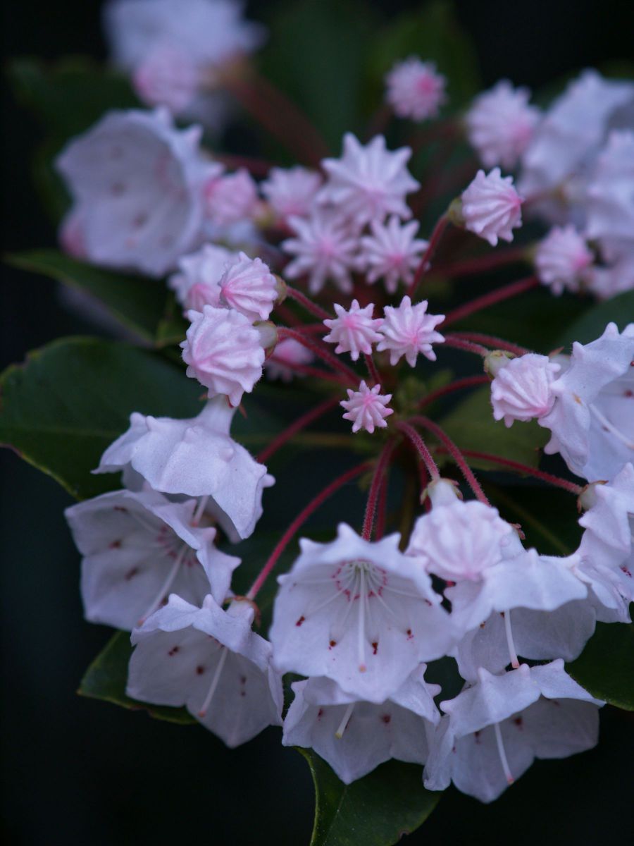 アメリカシャクナゲ 植物 花 花びら Ganref