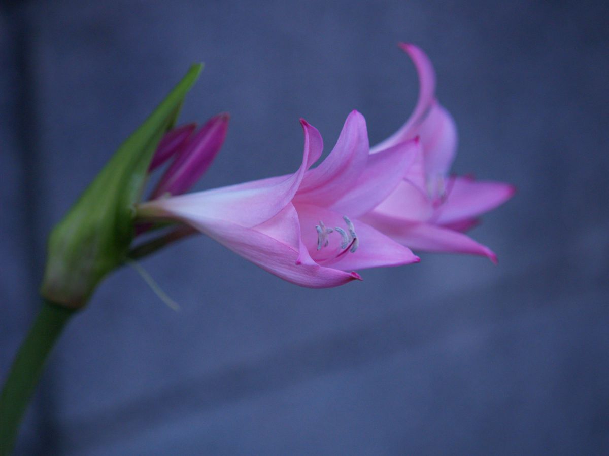 ホンアマリリス 植物 花 花びら Ganref