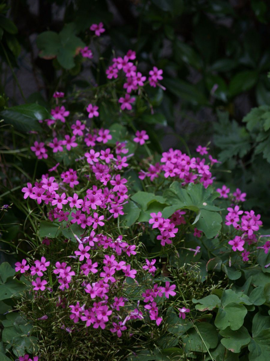 散りばめる 植物 花 花びら Ganref