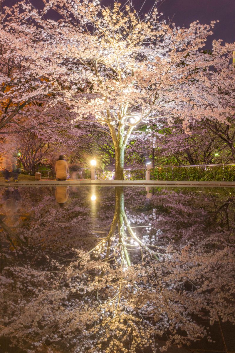逆さ桜 自然 風景 その他 Ganref 逆さ桜 自然 風景 その他 Ganref